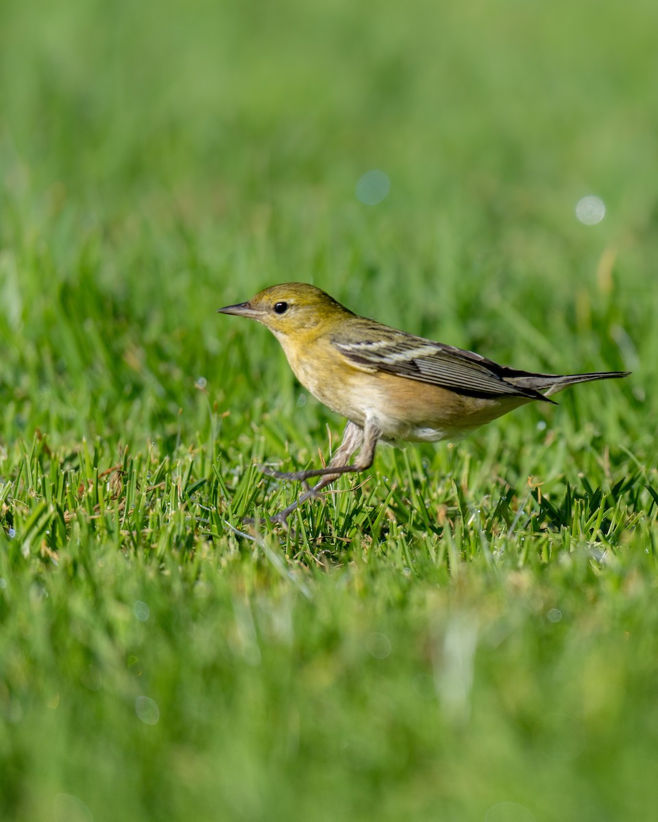 Kestane Gerdanlı Ötleğen - ML646268256