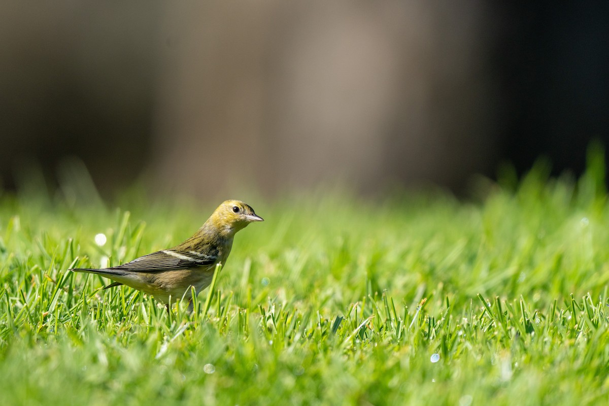 Kestane Gerdanlı Ötleğen - ML646268257