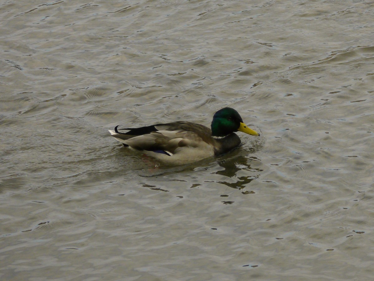 Basahatea - ML646268259