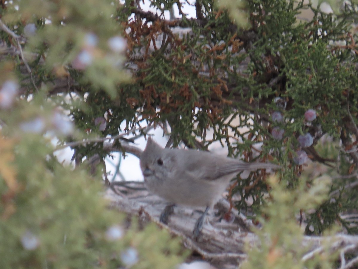 Juniper Titmouse - ML646268262
