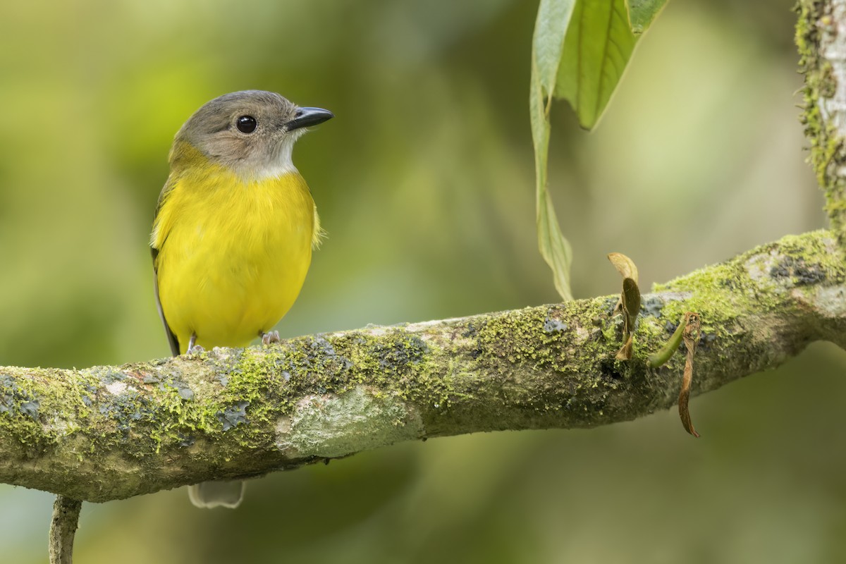 Yellow-bellied Whistler - ML646268264