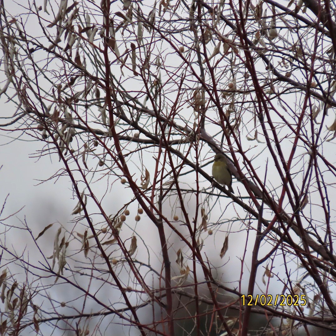 American Goldfinch - ML646268266