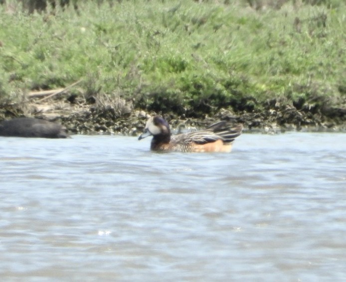 Ahate txistulari txiletarra - ML646268269