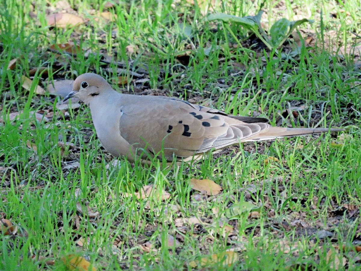 hrdlička karolínská - ML646268276