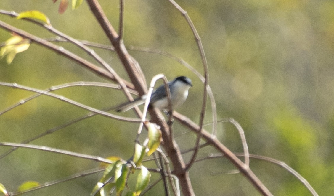 Tropical Gnatcatcher (atricapilla) - ML646268283