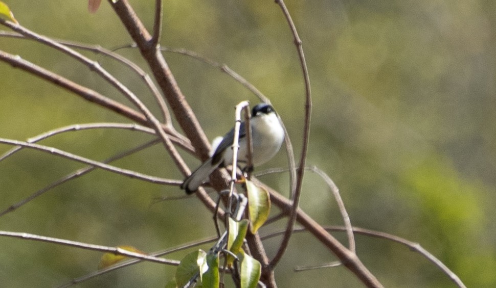 Tropical Gnatcatcher (atricapilla) - ML646268284