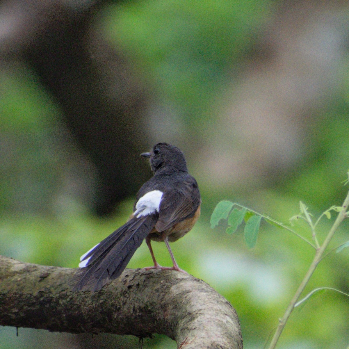 White-rumped Shama - ML646268286