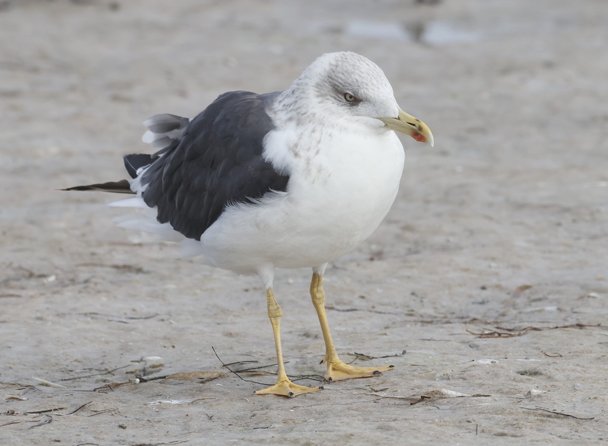 Gaviota Sombría - ML646268288