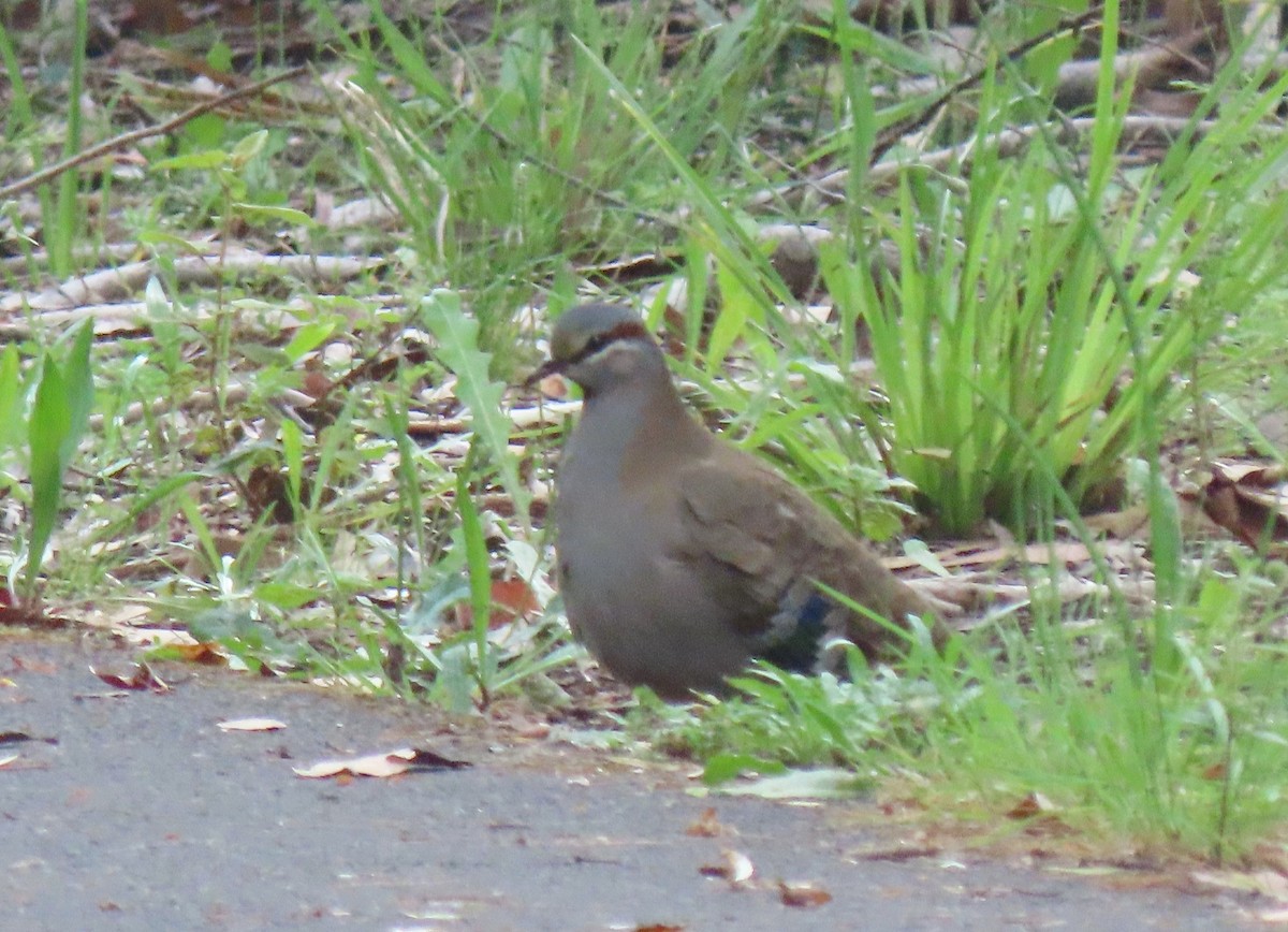 Paloma Bronce Elegante - ML646268291