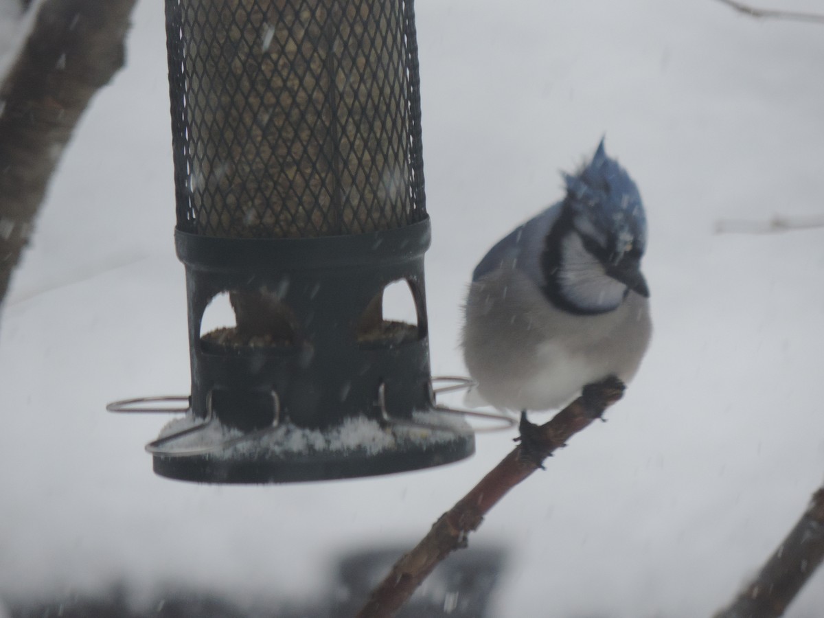 Chara Azul - ML646268297