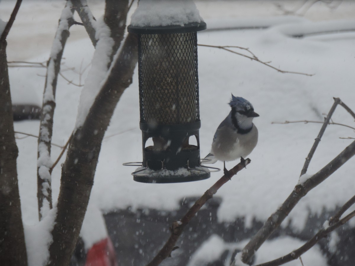 Chara Azul - ML646268298