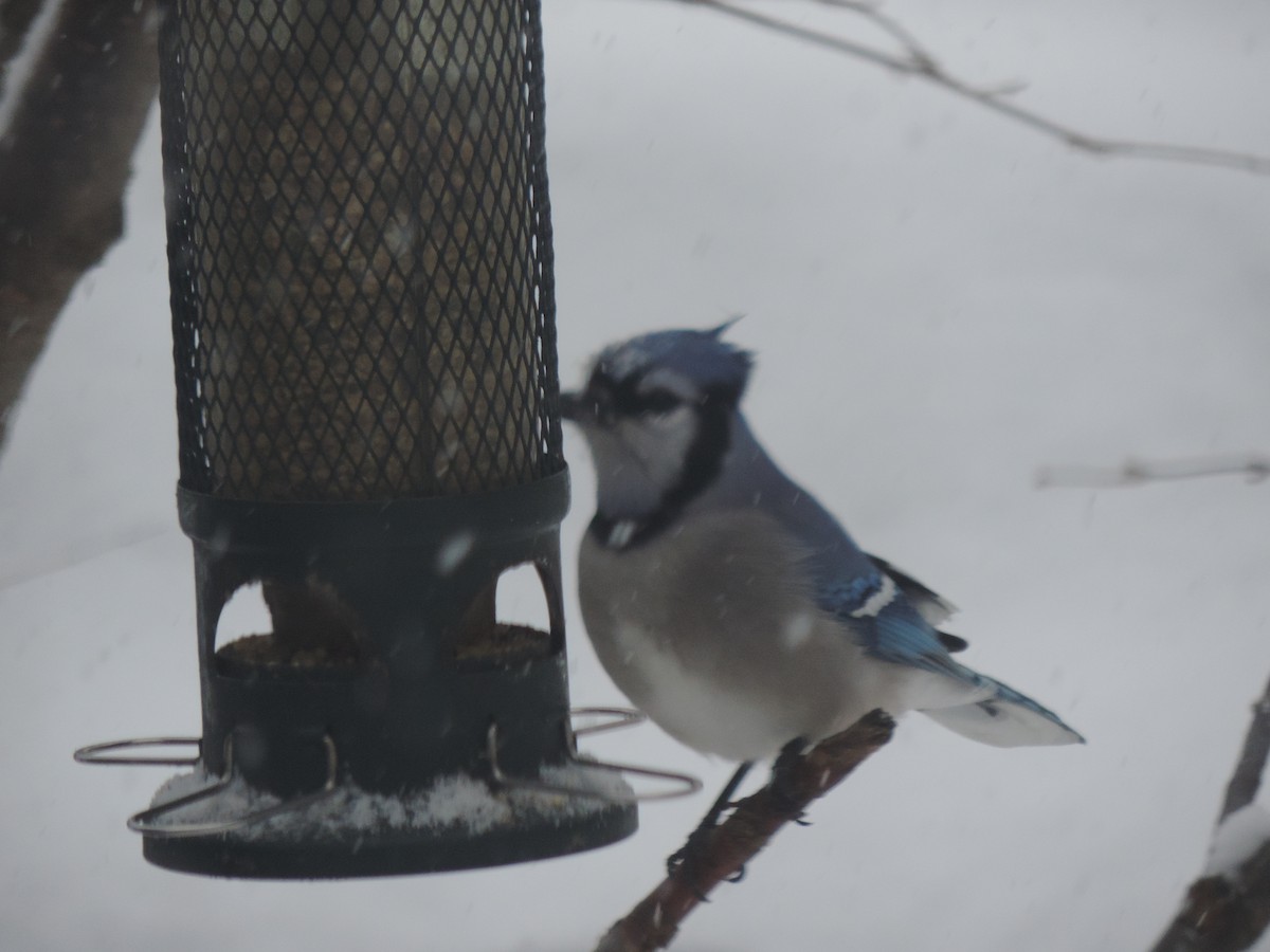 Chara Azul - ML646268299