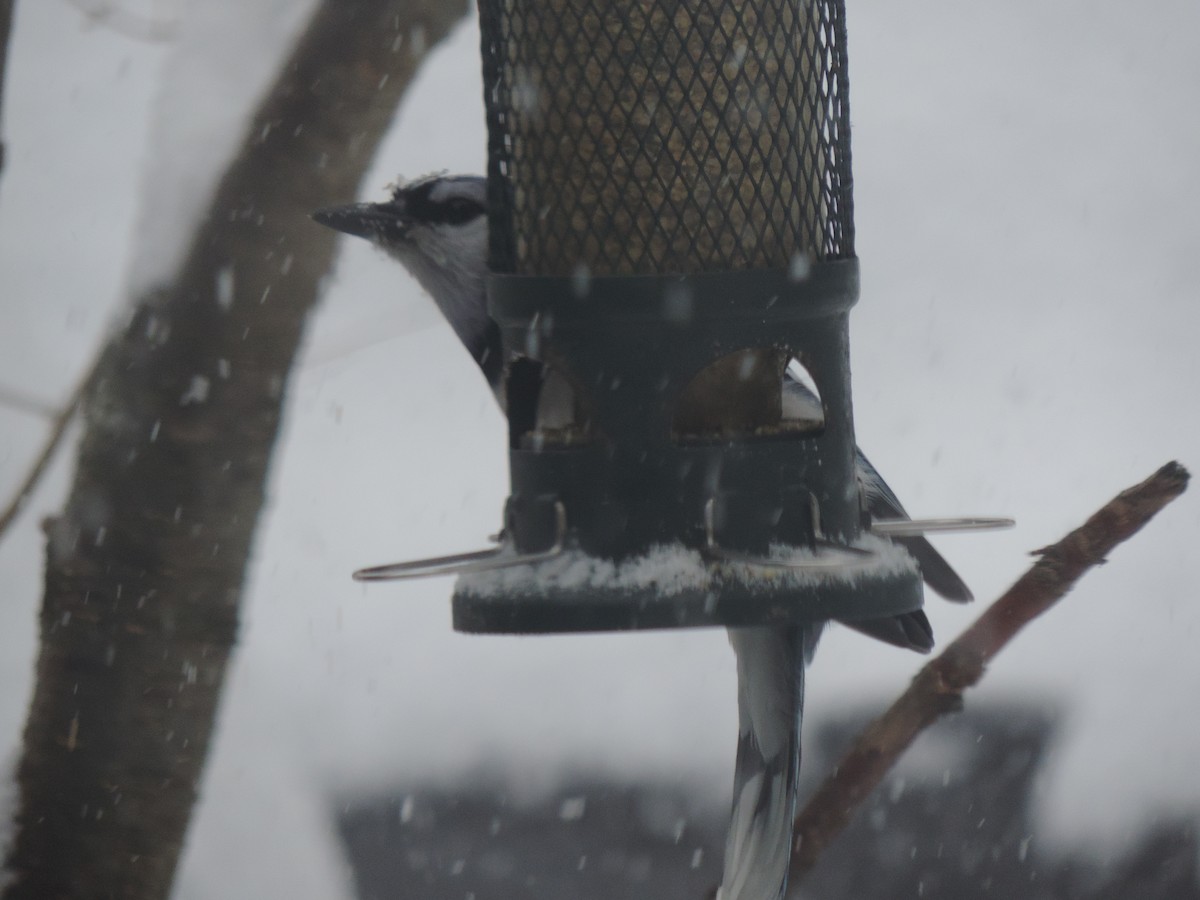 Chara Azul - ML646268300