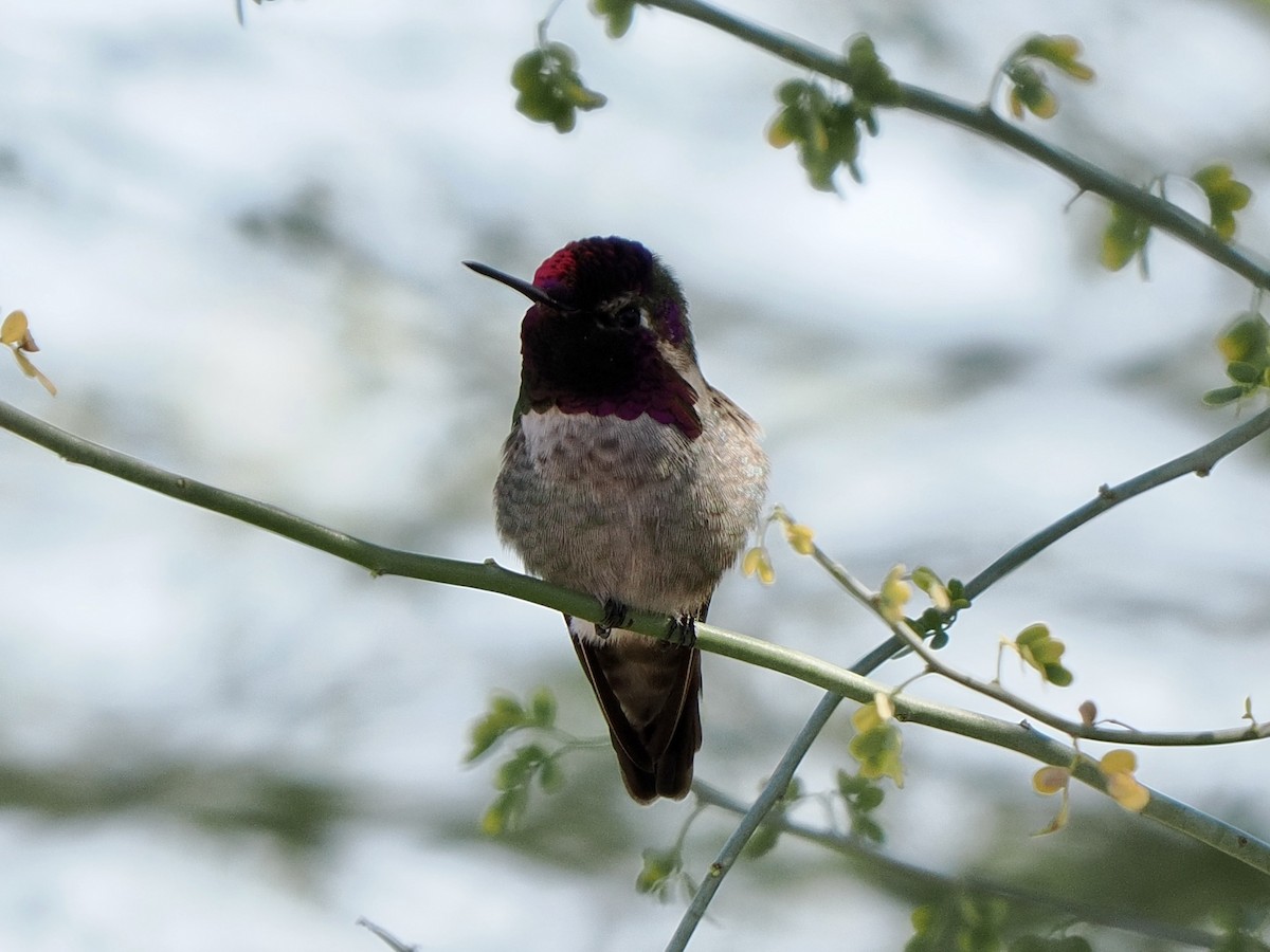 Colibrí de Anna - ML646268301