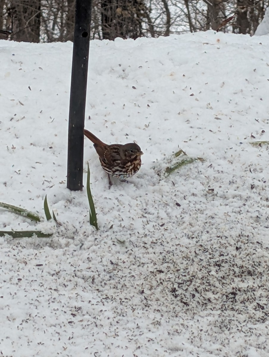 Chingolo Zorruno (iliaca/zaboria) - ML646268303