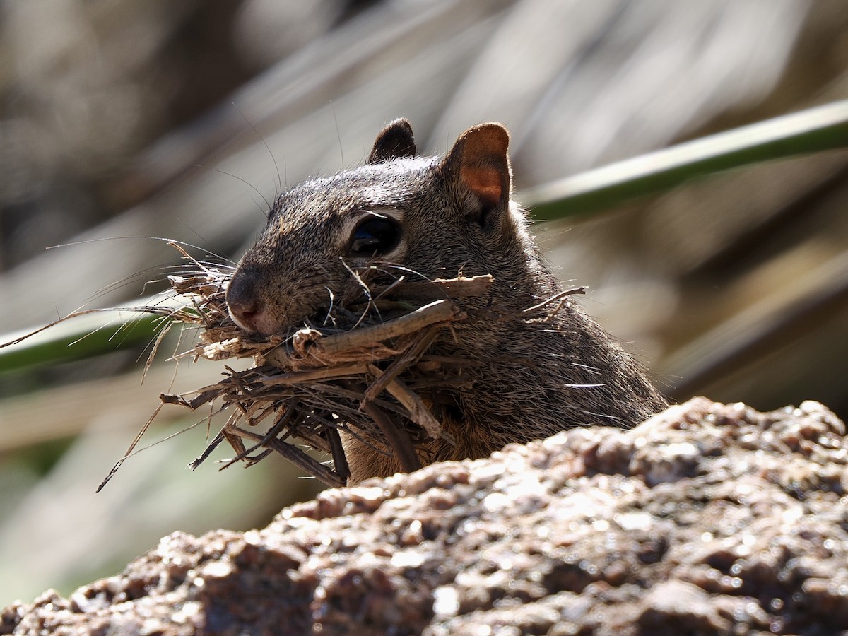 Arizona Rock Squirrel - ML646268304