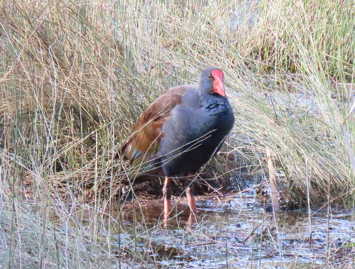 Calamón Australiano - ML646268306
