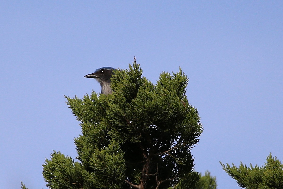 Chara de Woodhouse - ML646268307