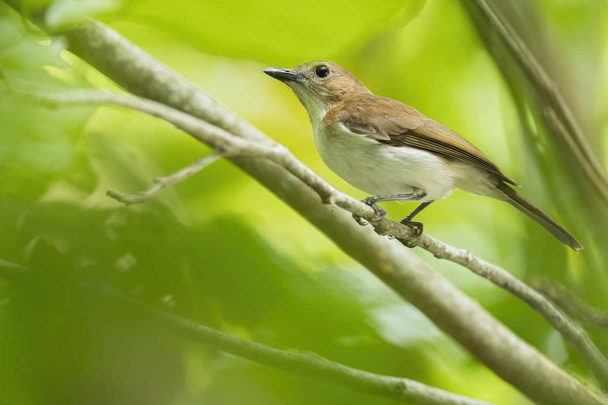 Silbador Culiblanco - ML646268309