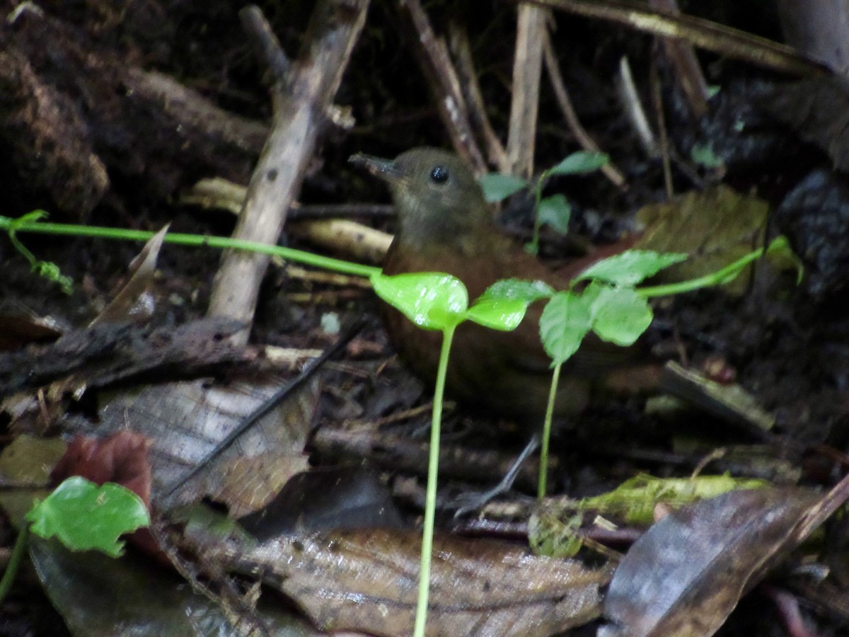 Tirahojas Gorjigrís - ML646268310