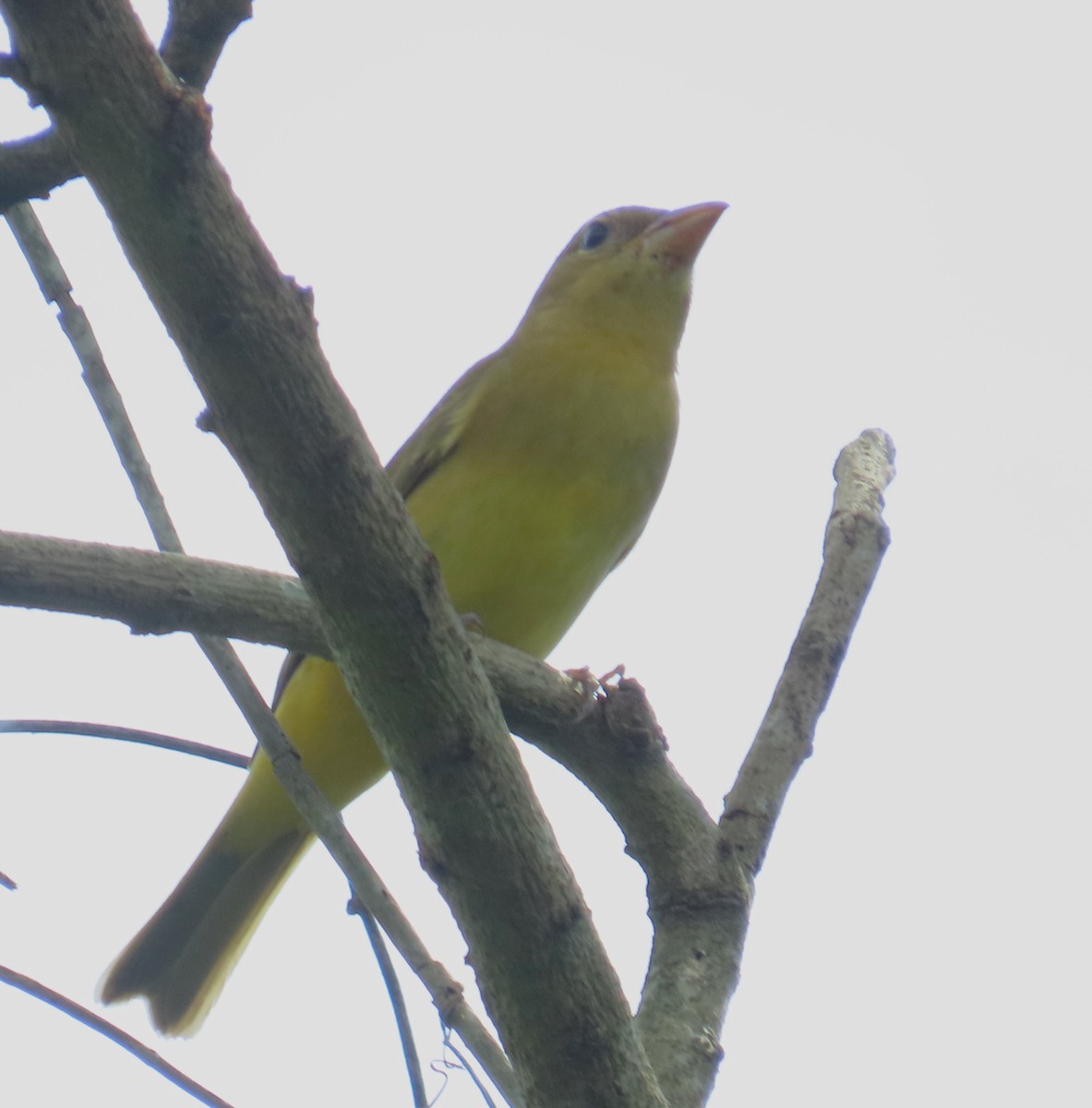 Piranga Roja - ML646268311