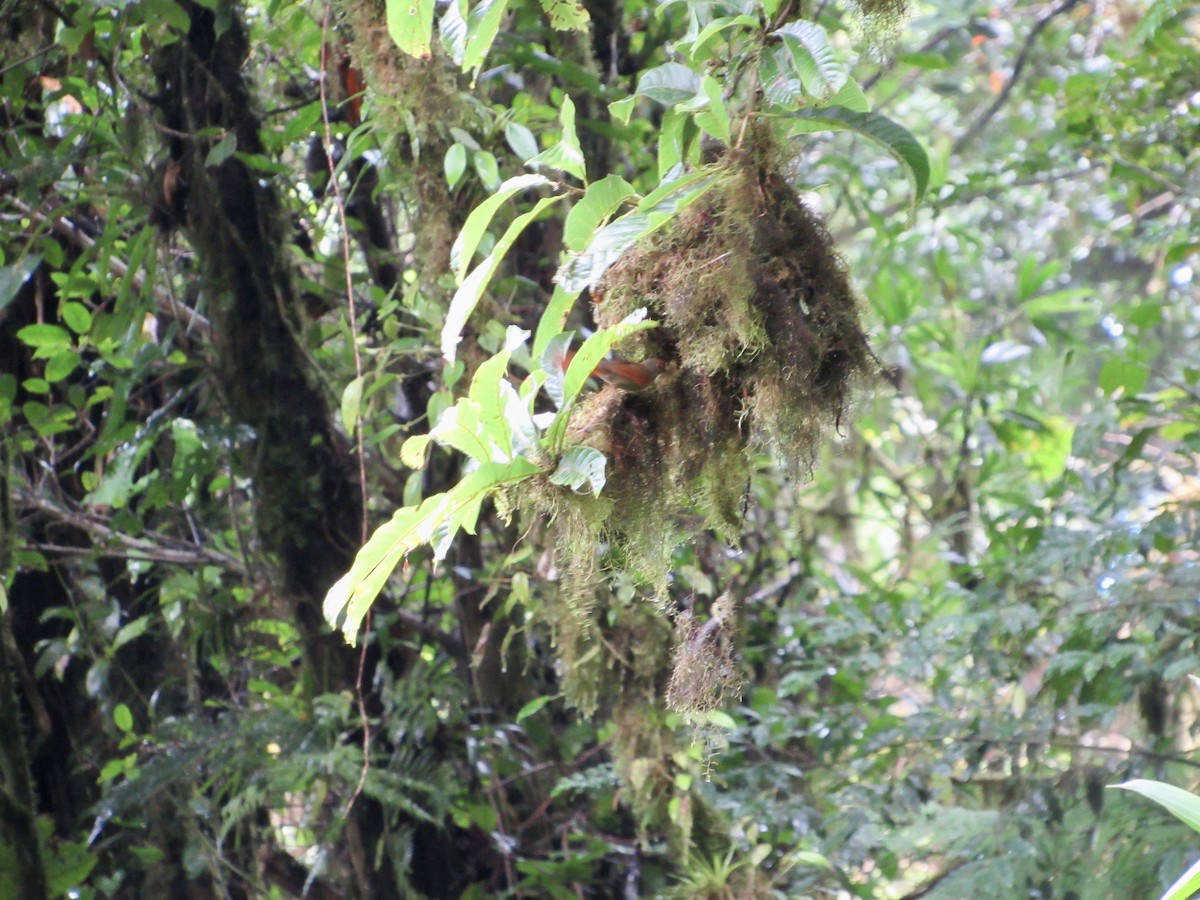 Curutié Carirrojo - ML646268319