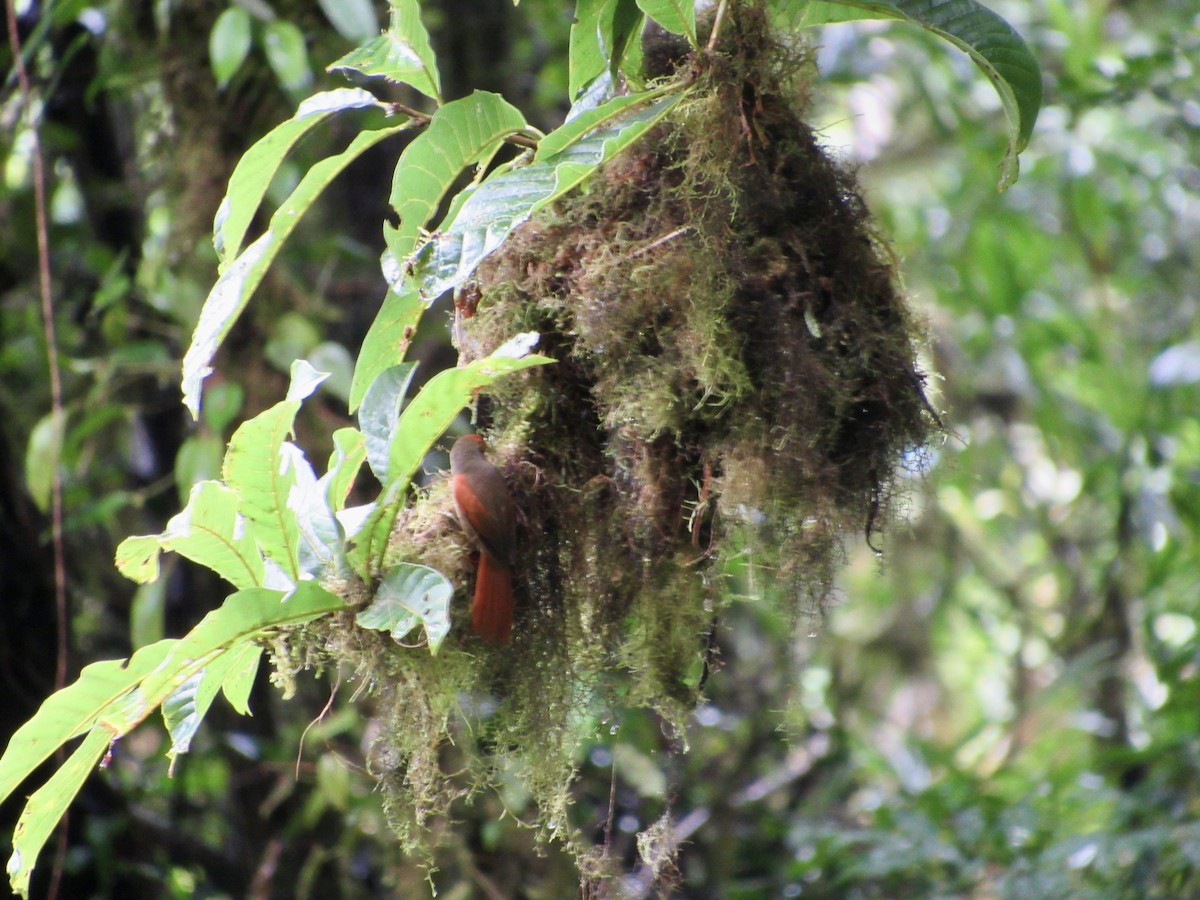 Curutié Carirrojo - ML646268320