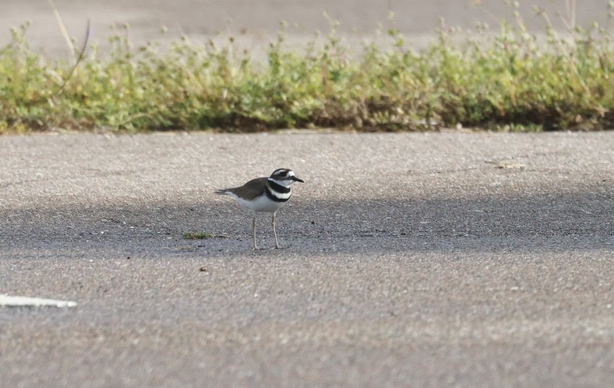 Chorlitejo Culirrojo - ML646268323