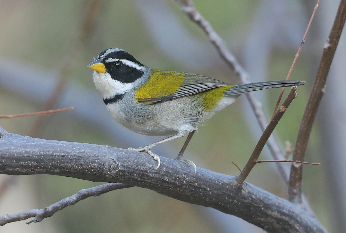 Cerquero Cejilargo - ML646268327