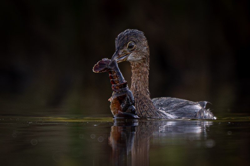 Zampullín Picogrueso - ML646268329