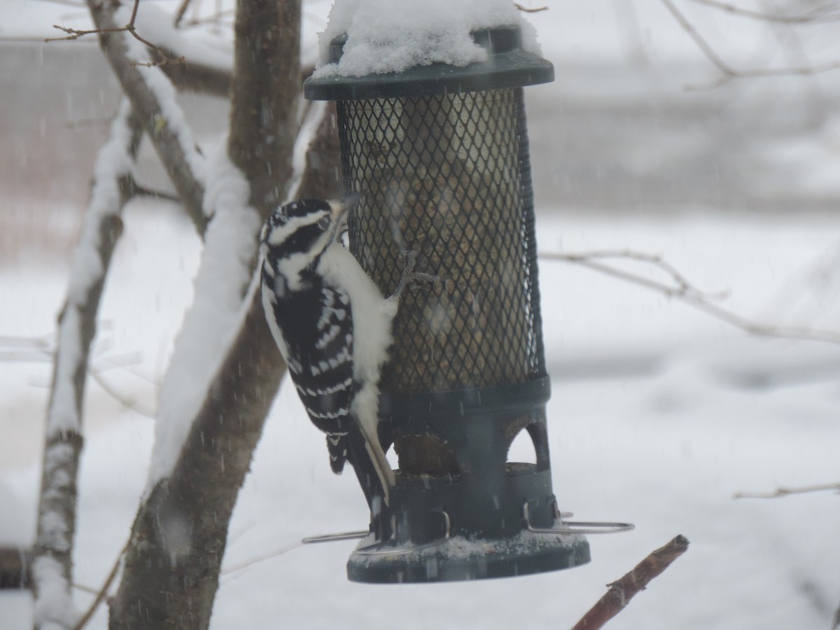 Pico Velloso - ML646268330