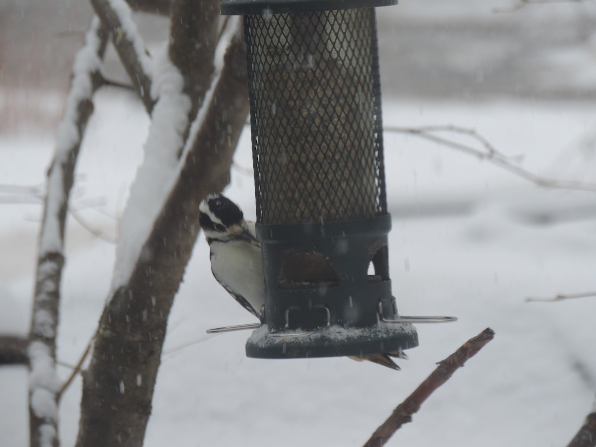 Pico Velloso - ML646268331