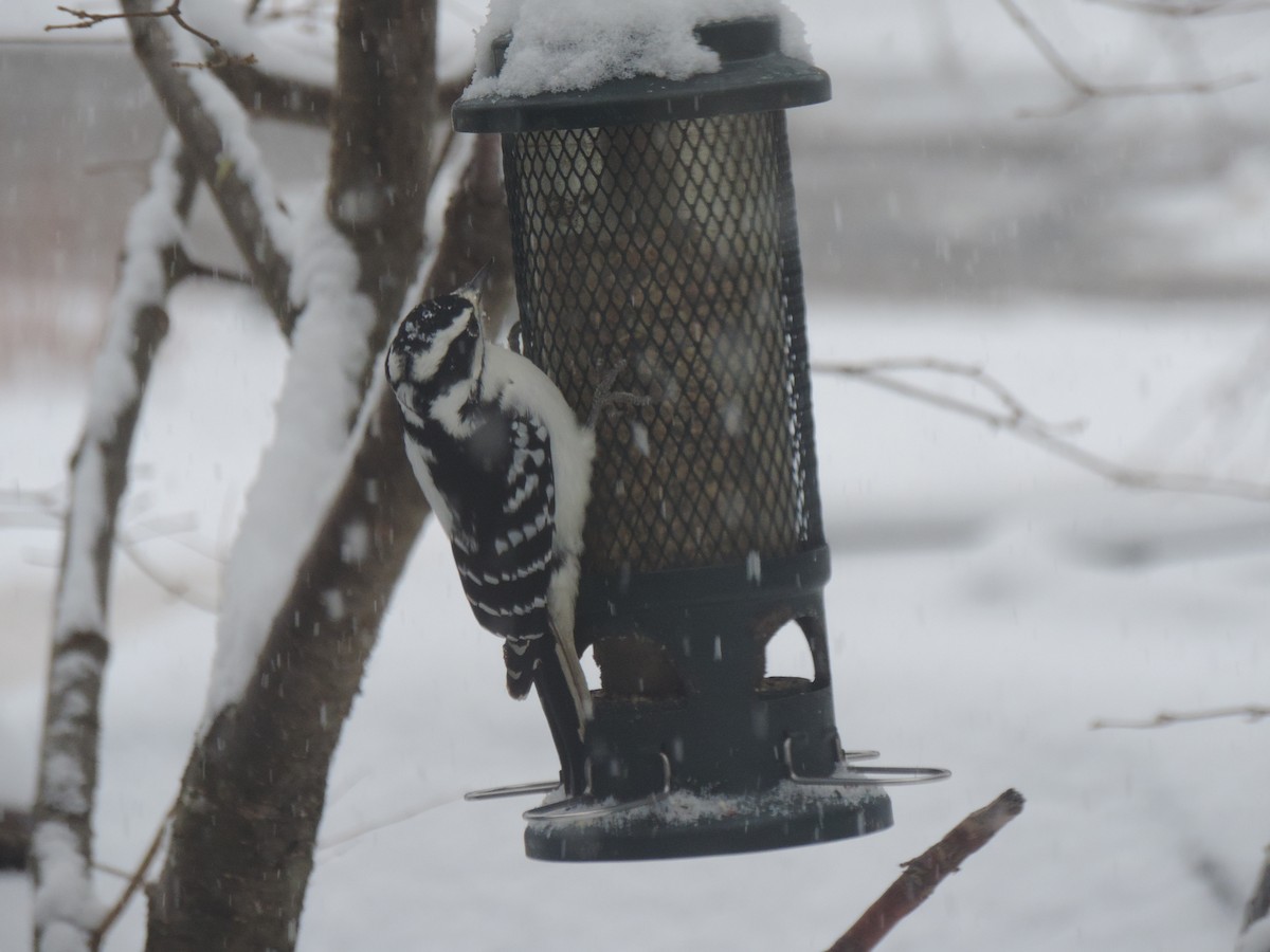 Pico Velloso - ML646268332