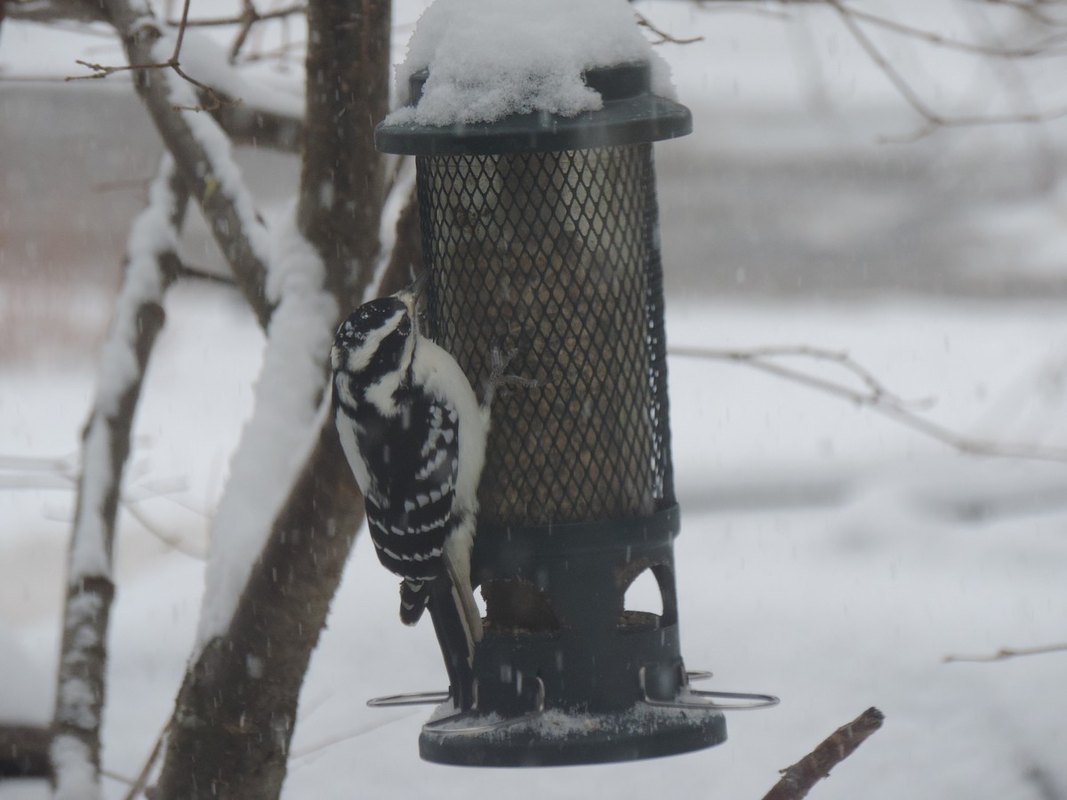 Pico Velloso - ML646268333