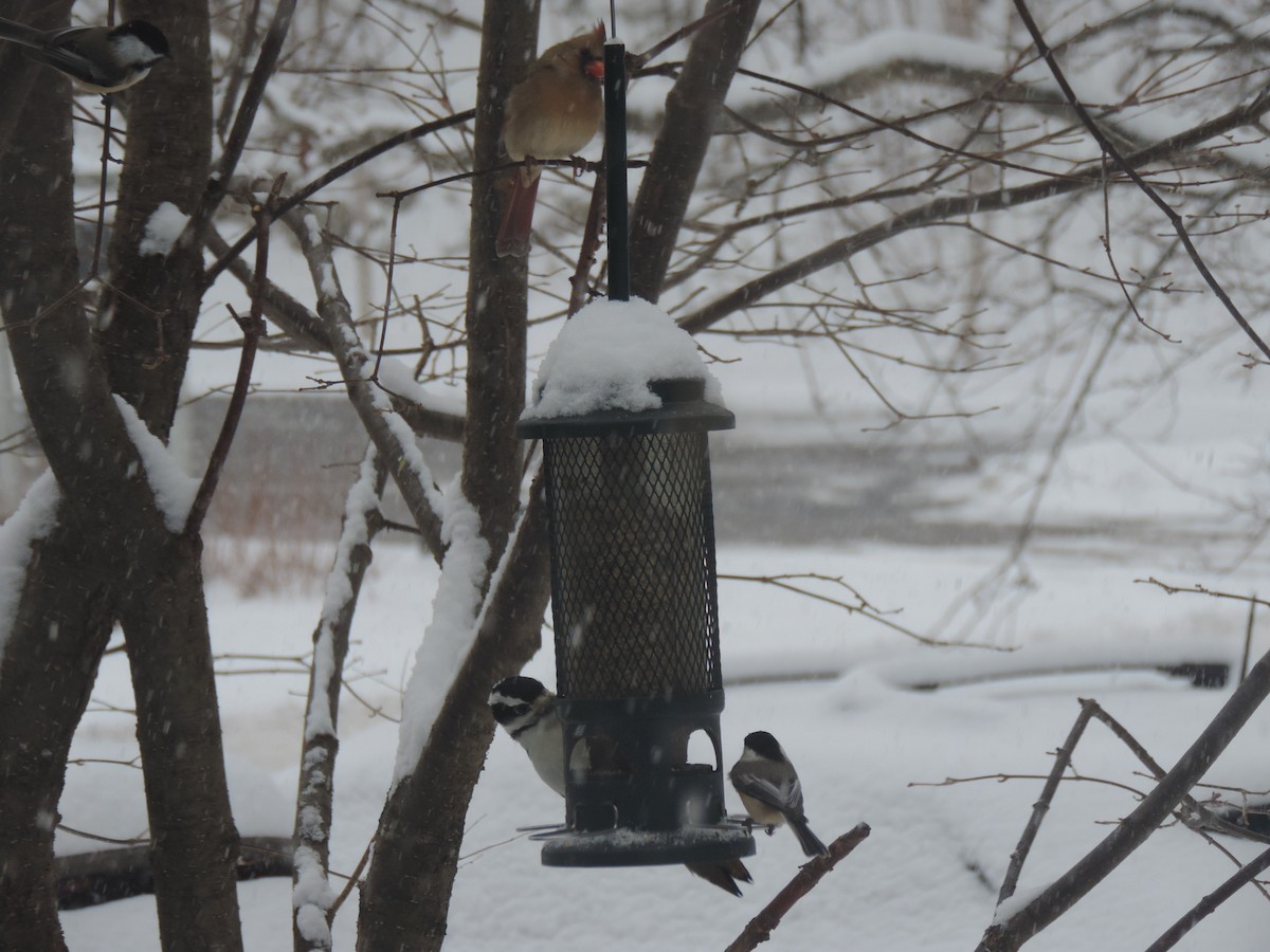 Pico Velloso - ML646268334