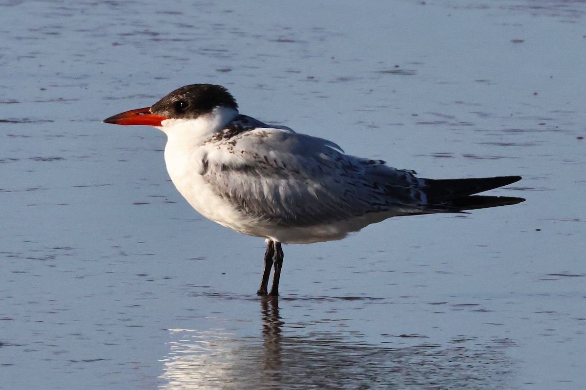 Caspian Tern - ML646268335