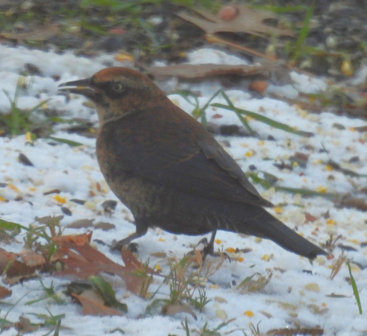 Rusty Blackbird - ML646268336