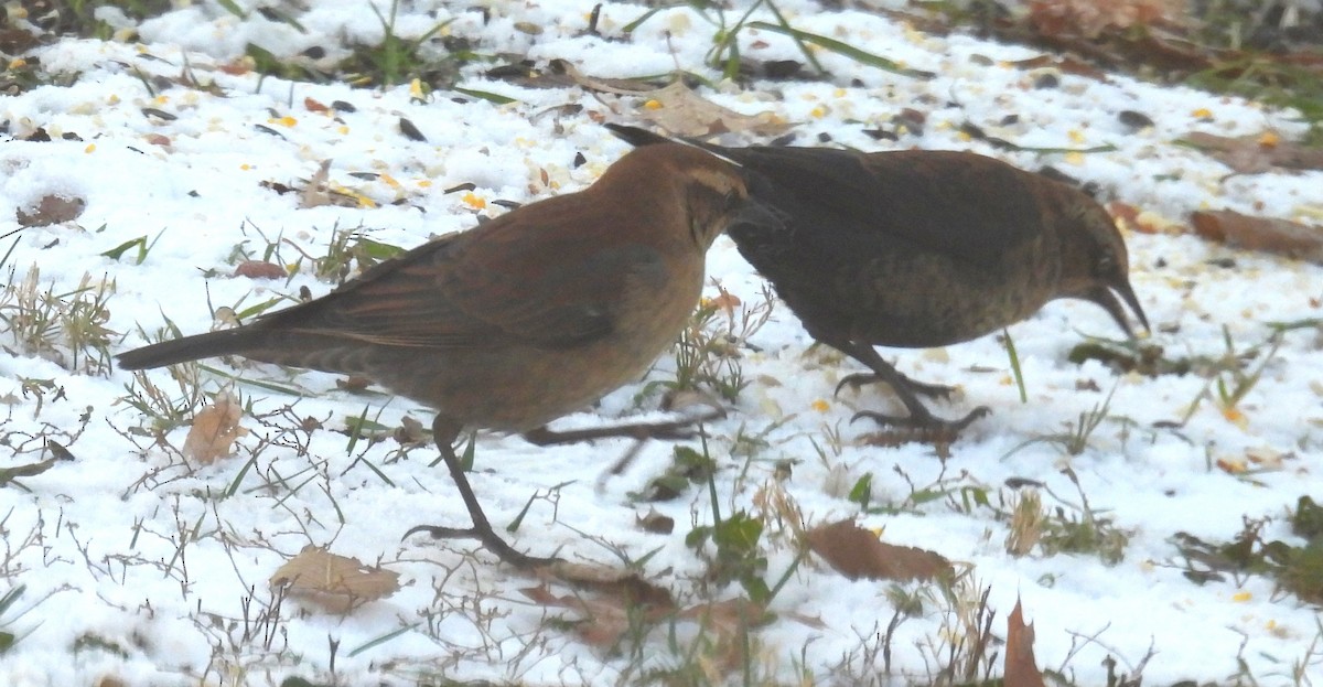 Rusty Blackbird - ML646268337