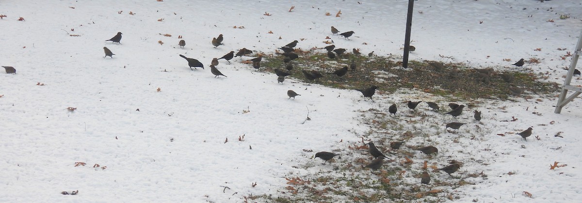 Rusty Blackbird - ML646268338