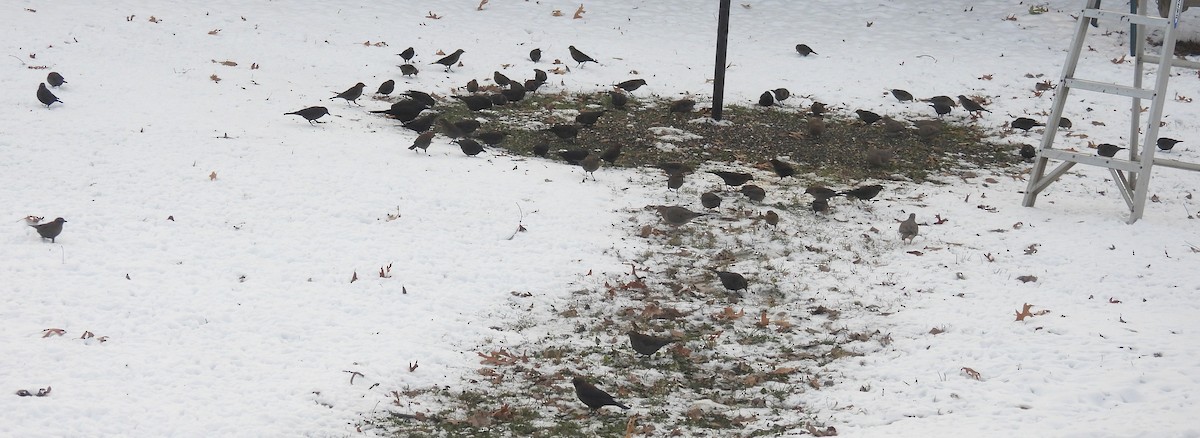 Rusty Blackbird - ML646268339