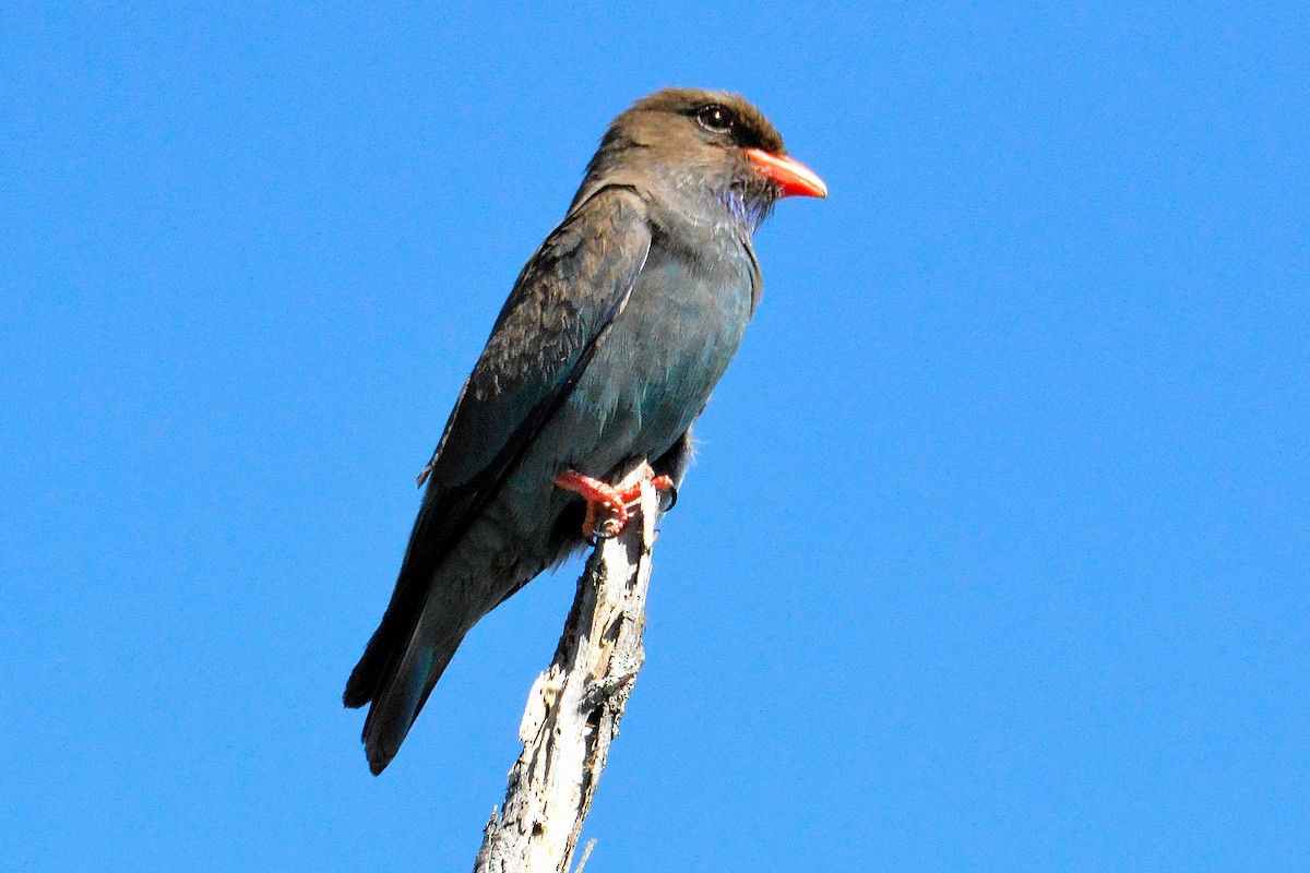 Carraca Oriental - ML646268341