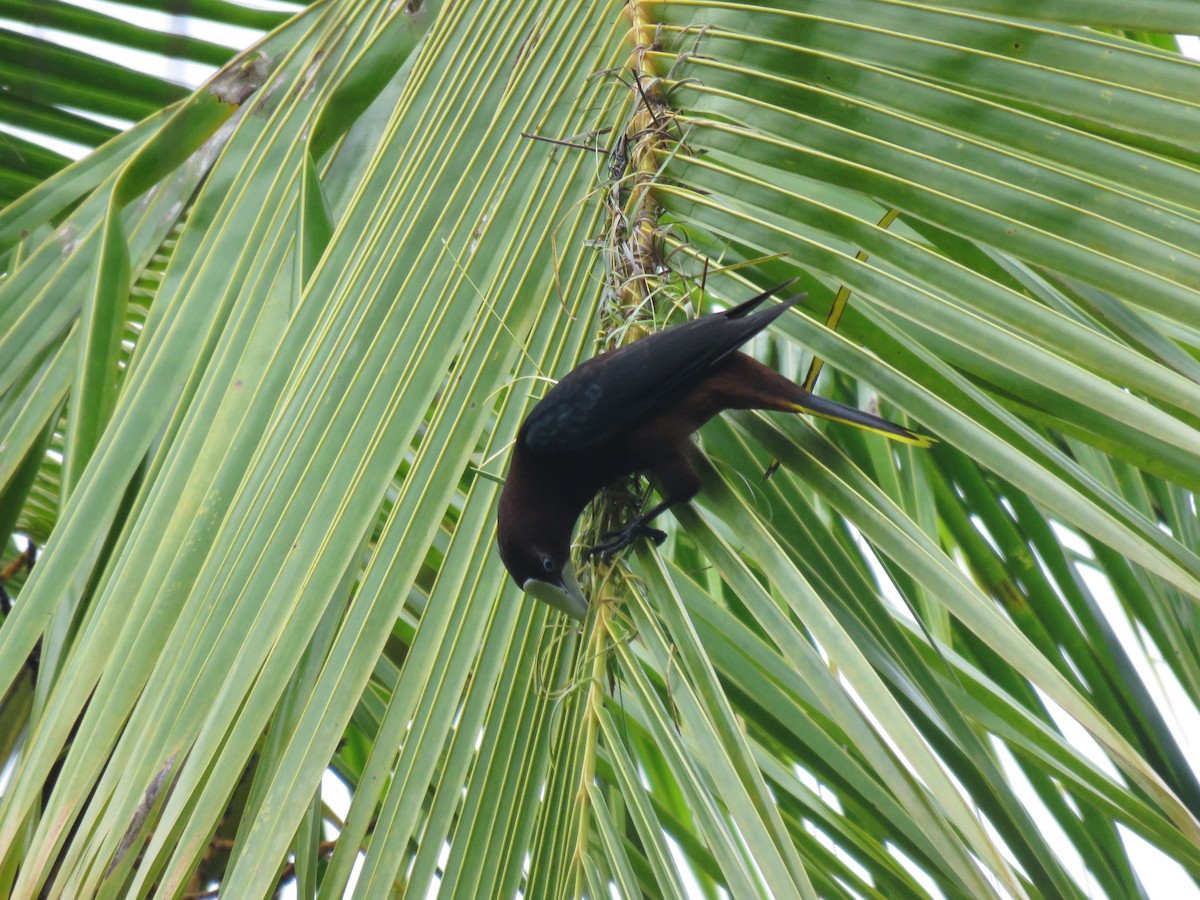 Cacique Cabecicastaño - ML646268342