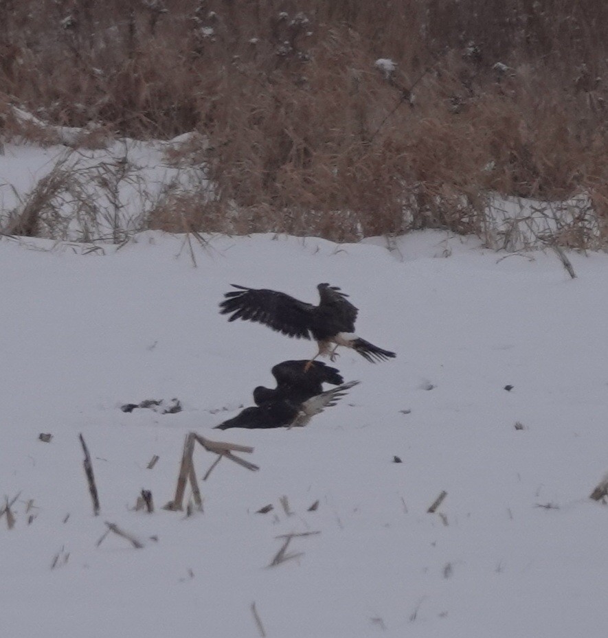 Aguilucho de Hudson - ML646268343