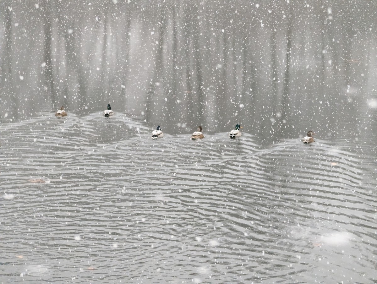 Ánade Azulón - ML646268344