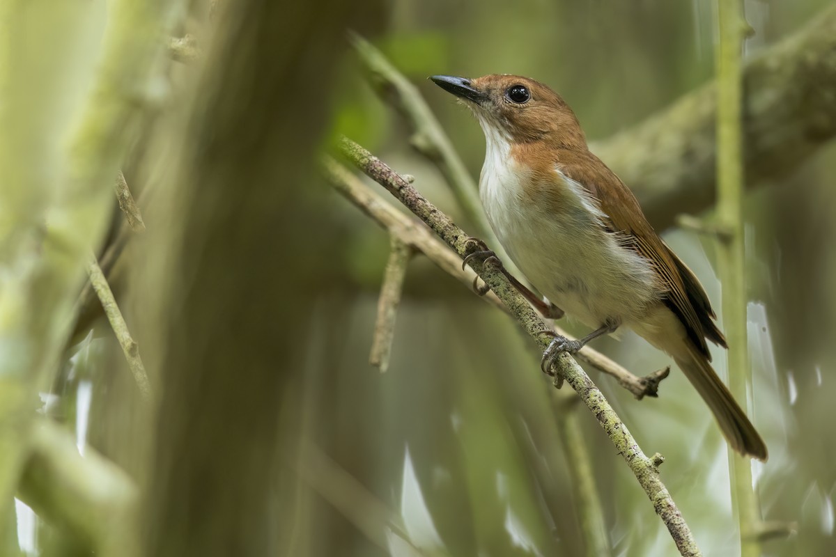 シロシリモズヒタキ（homeyeri） - ML646268345