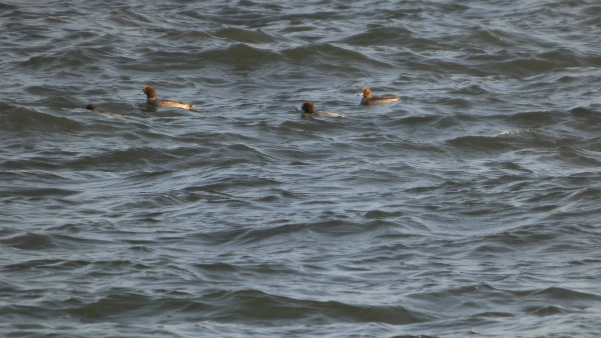 Silbón Europeo - ML646268347