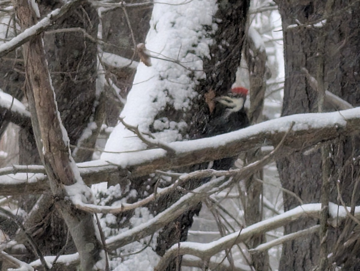 Picamaderos Norteamericano - ML646268348