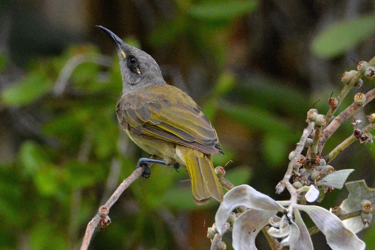 Brown Honeyeater - ML646268349