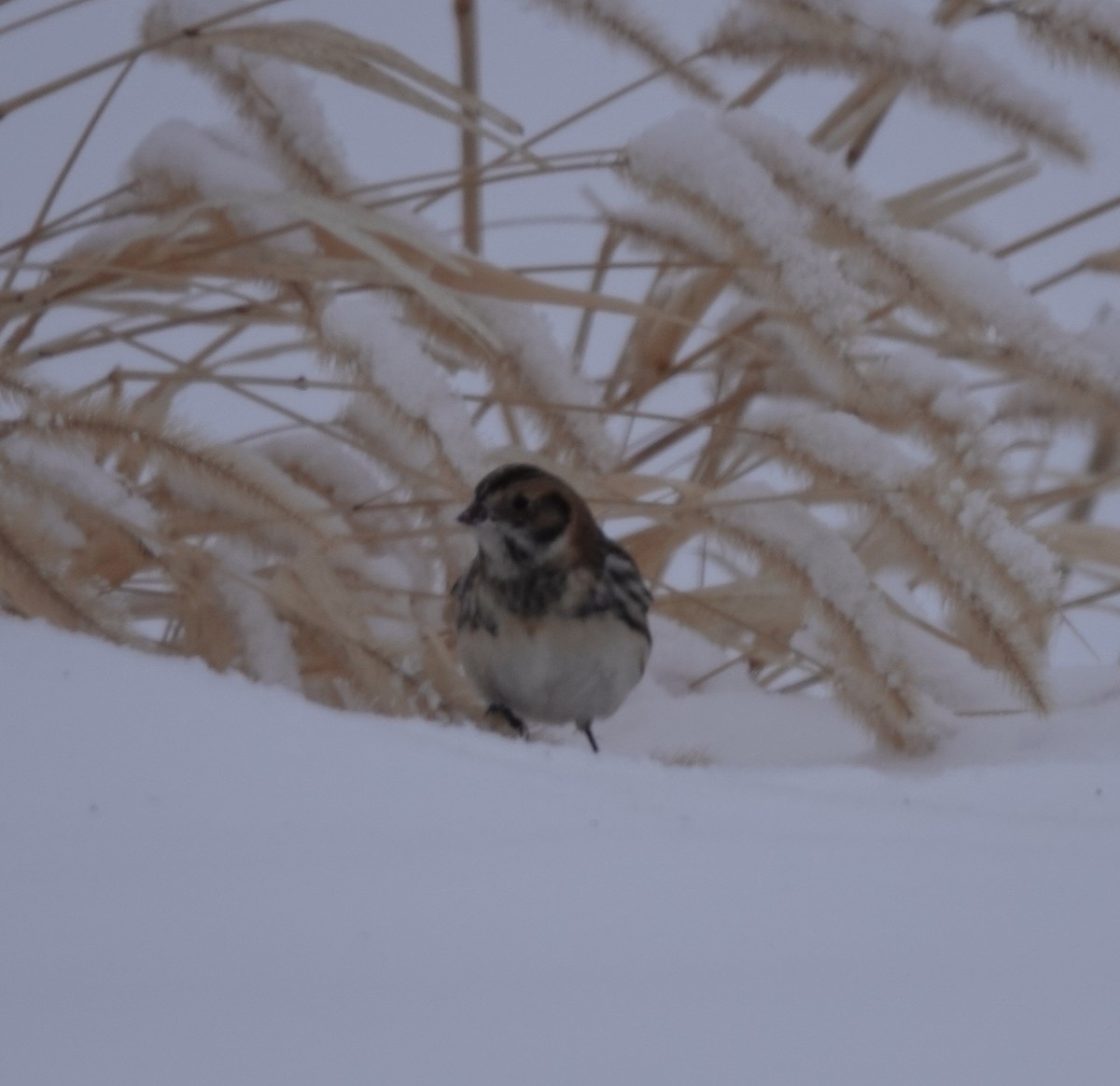 Lapland Longspur - ML646268354