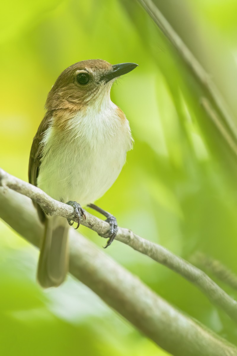 シロシリモズヒタキ（homeyeri） - ML646268356